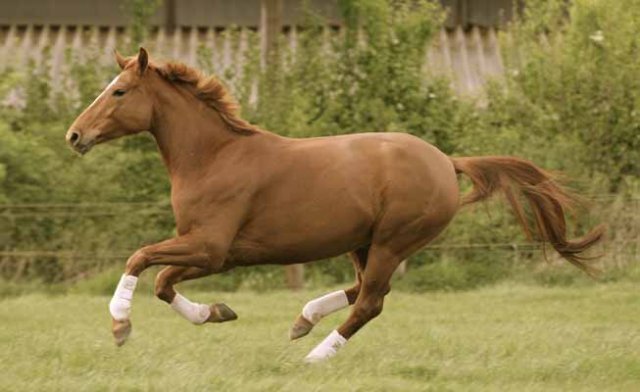 Weideauftrieb
