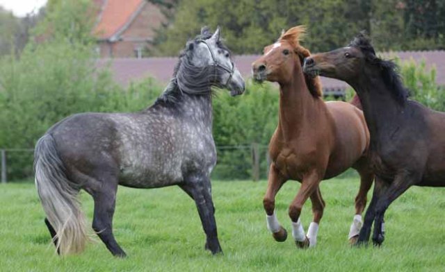 Weideauftrieb