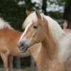 Weideauftrieb