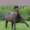 Weideauftrieb