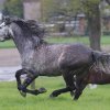 Weideauftrieb
