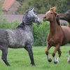 Weideauftrieb