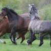 Weideauftrieb
