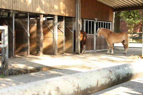 Laufstall4